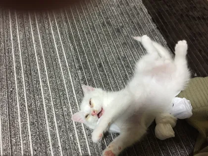 ワンコ・猫ちゃんアルバム 24