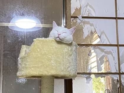 ワンコ・猫ちゃんアルバム 30