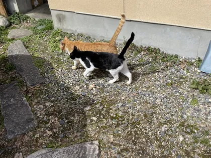 ワンコ・猫ちゃんアルバム 35
