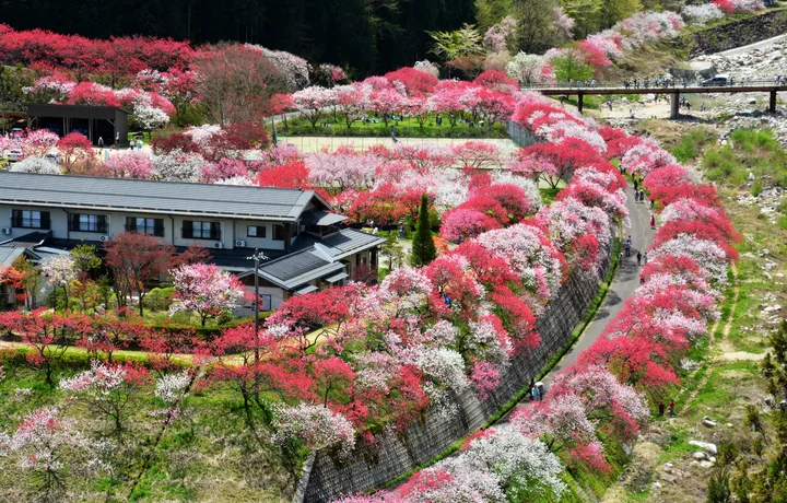 花桃の里